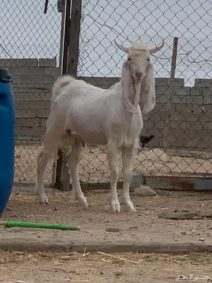 تيس فحل ابرص مشروك 2
