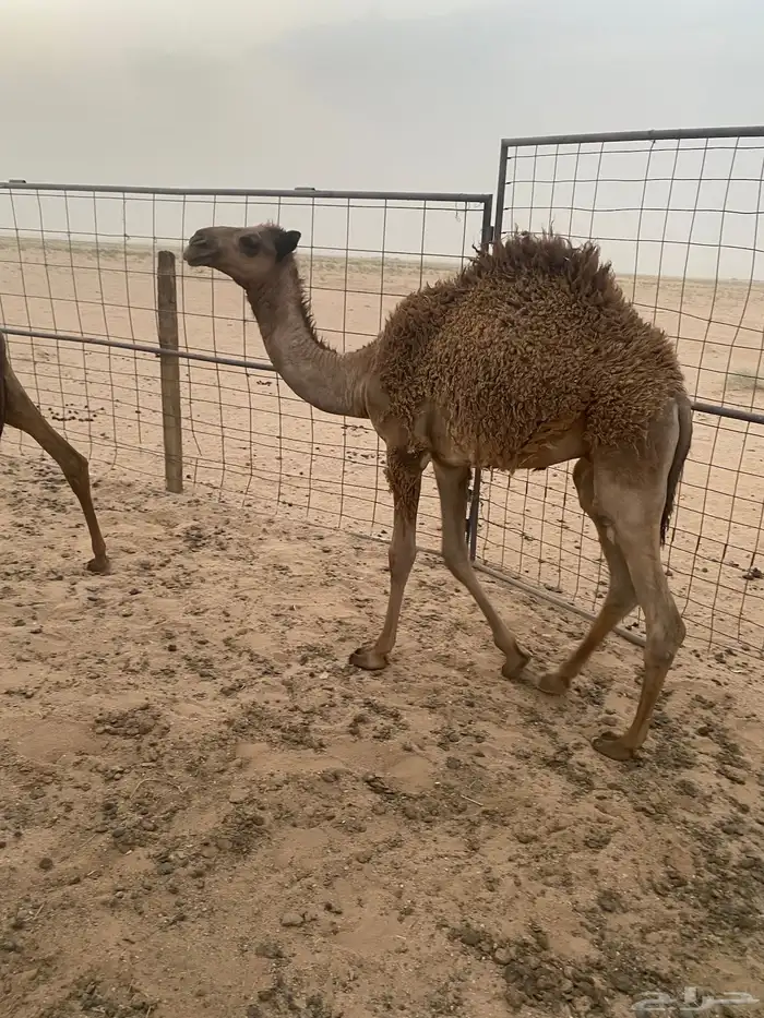 للبيع قعود طيب فل شحم للتواصل 1