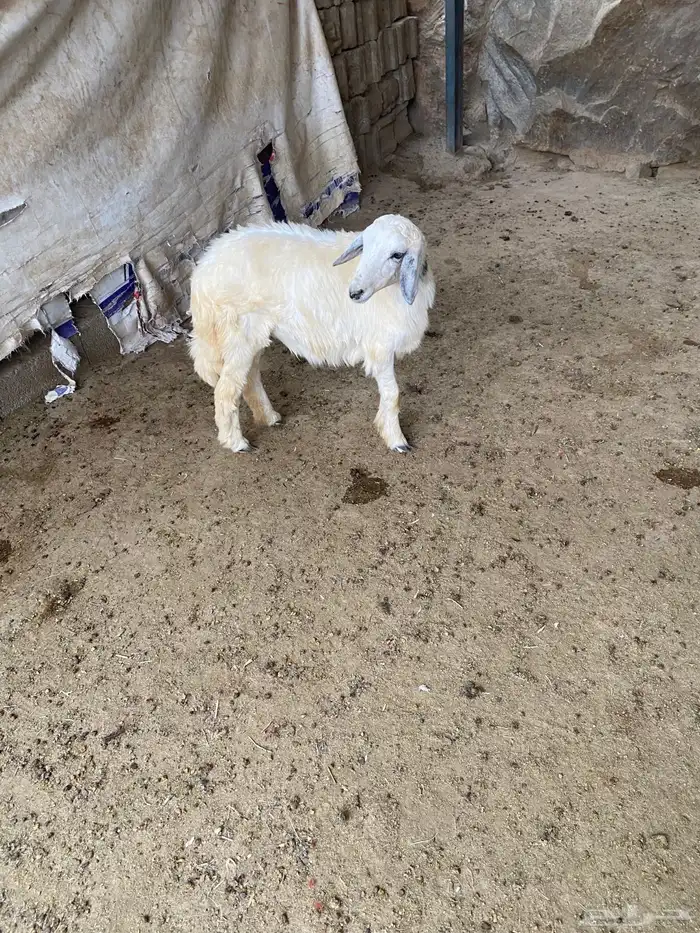 عنقان ورخل اسمان 1