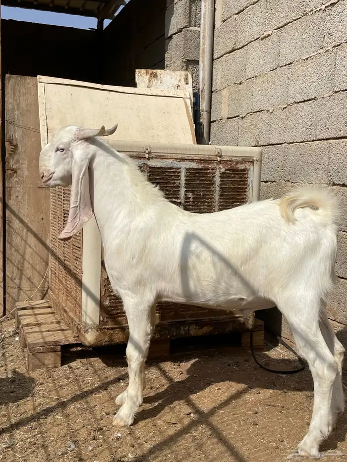 تيس مشروع فحل مطور ابرص 16