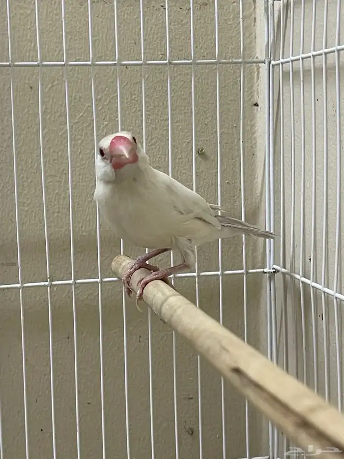 جاوا دايلوت انثى ( تم البيع ) 4