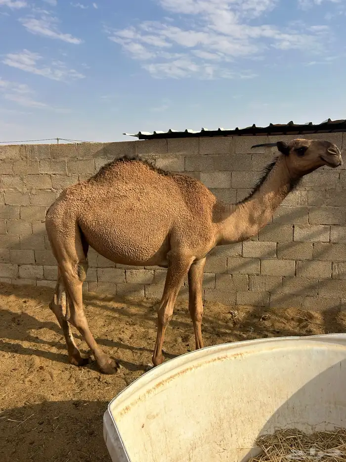 بكره حقه 0