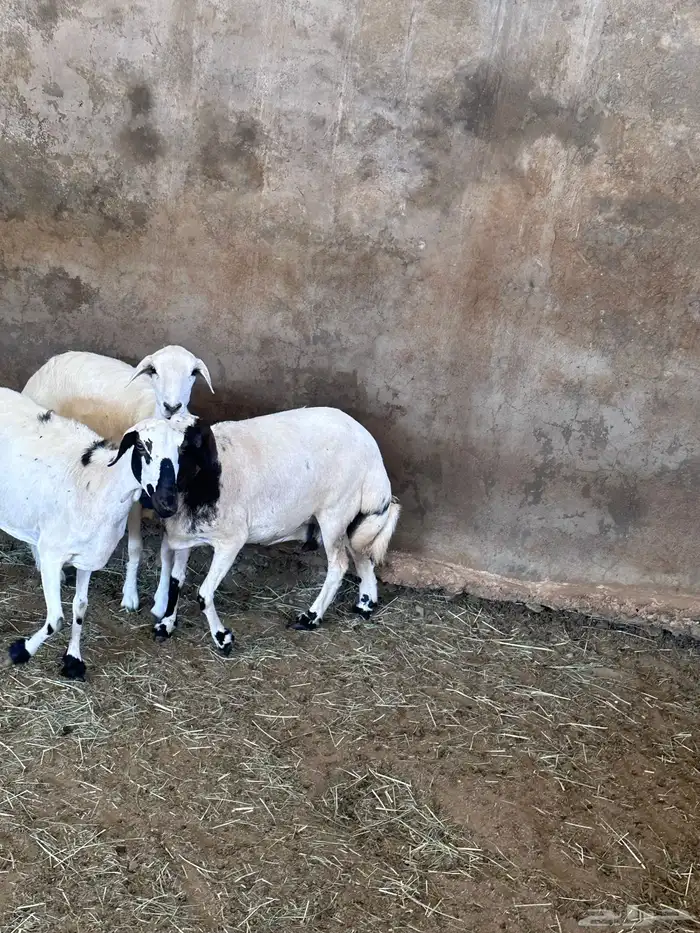 ثلاث رخال كفو ولاد 1