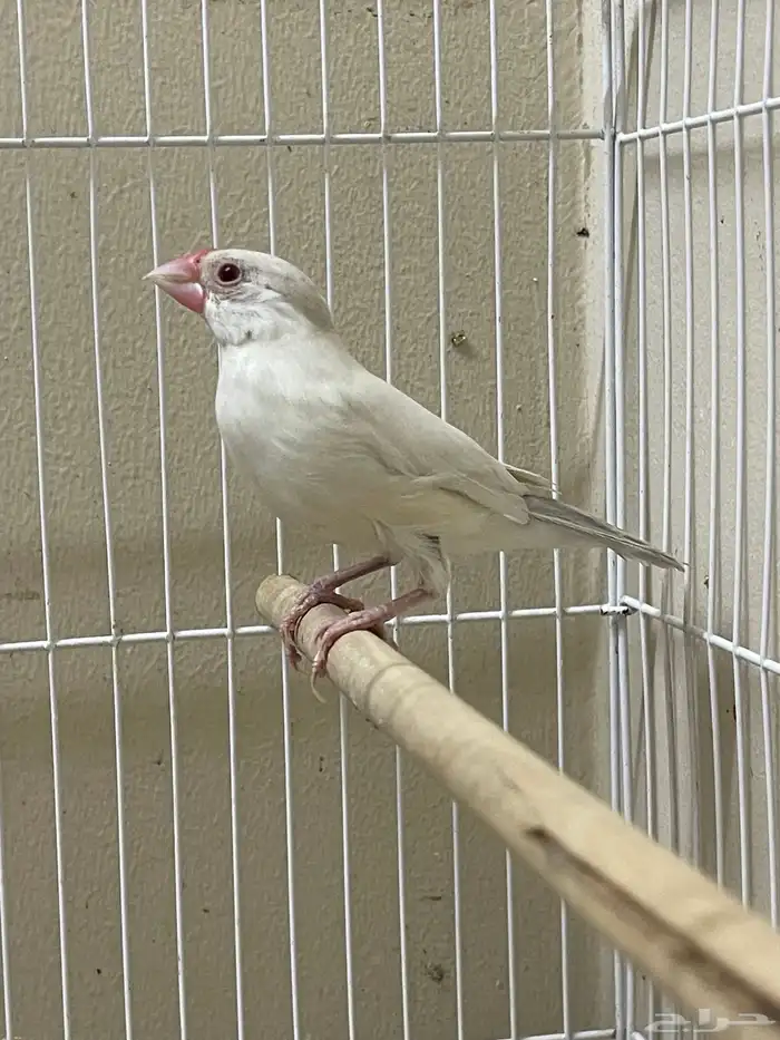 جاوا دايلوت انثى ( تم البيع ) 5