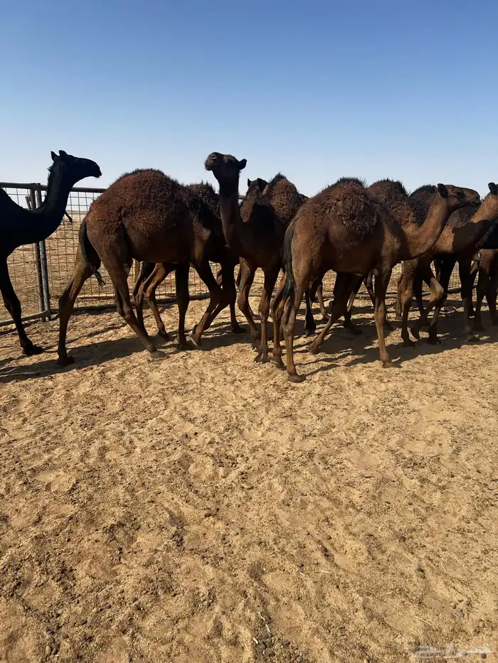 حشو قصب شتويات لبانيات 6