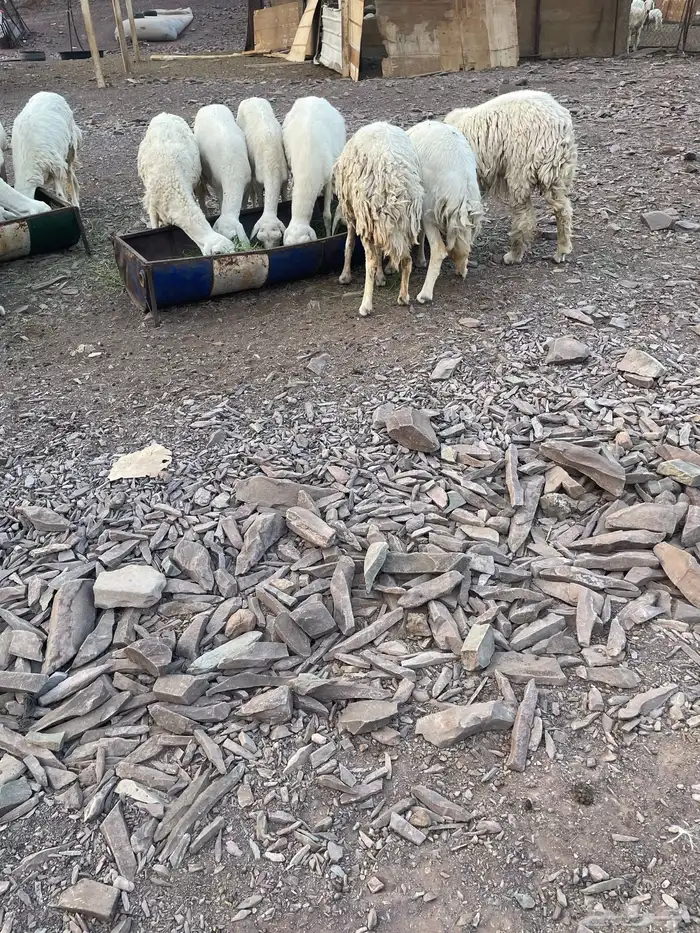 رخال ولد 10