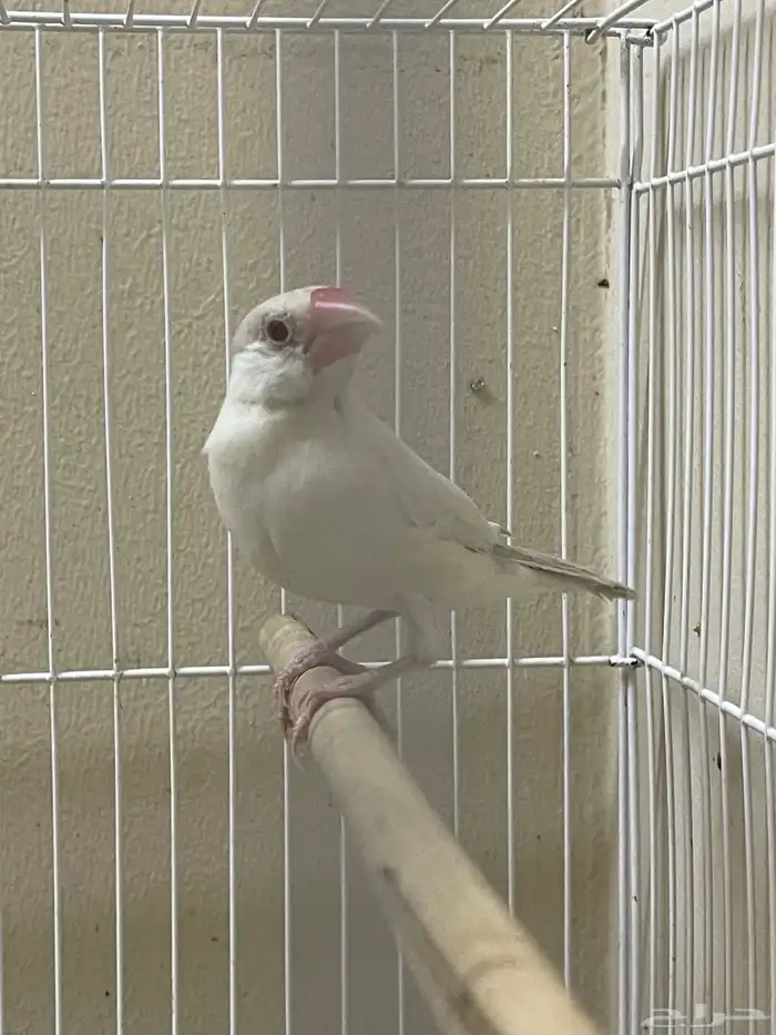 جاوا دايلوت انثى ( تم البيع ) 0