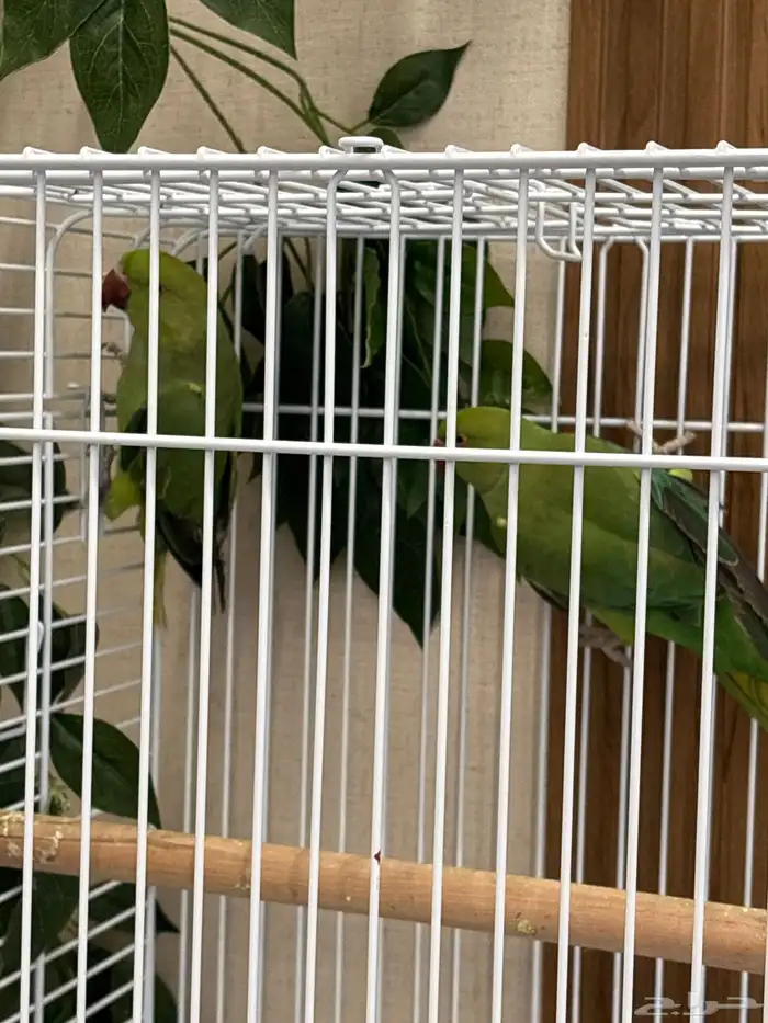 ببغاء   دره هندي للبيع 2