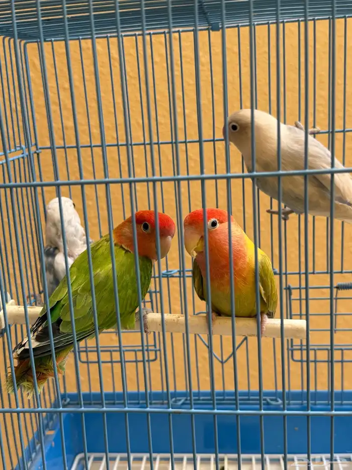 للبيع 3 حبات روزات و1 فيشر 2