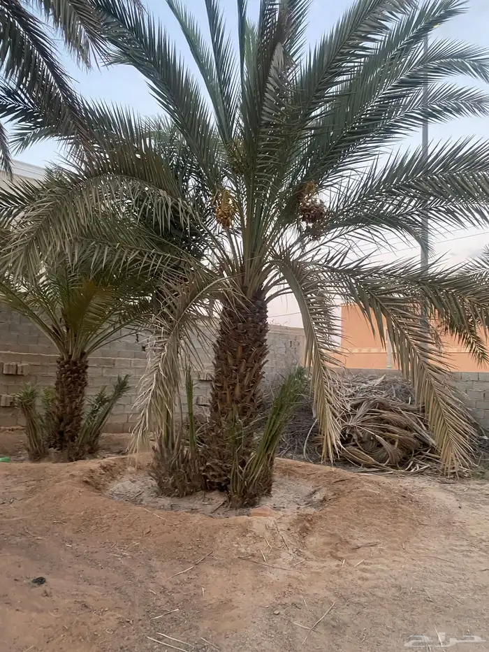 نخل طوال عدد 20 سلج وخضري 7