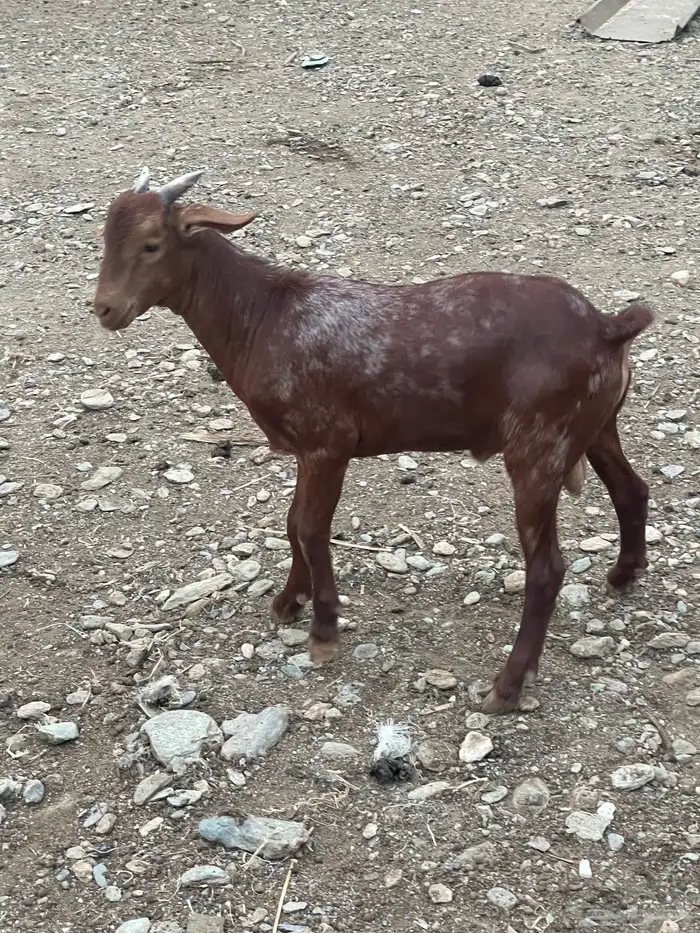 تيس مندي لباني ادهم بلدي 1