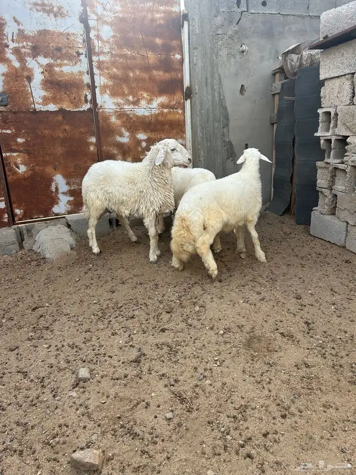 طليان ذبايح طيبه الحلقه الشرقيه 4