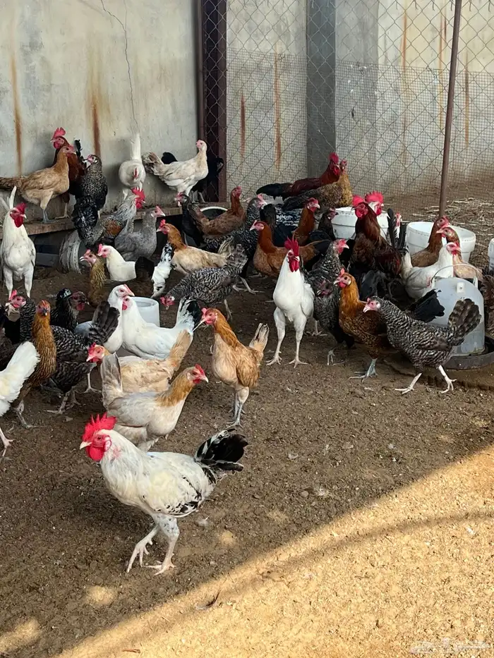 دجاج بلدي بياض 3