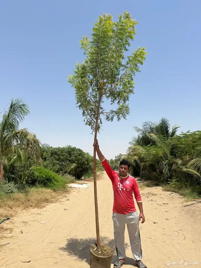 أشجار سماكات وشجيرات متنوعة 2