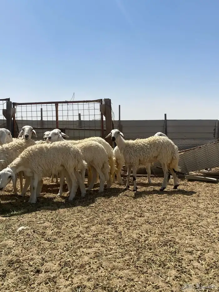 رخال جذعات 0