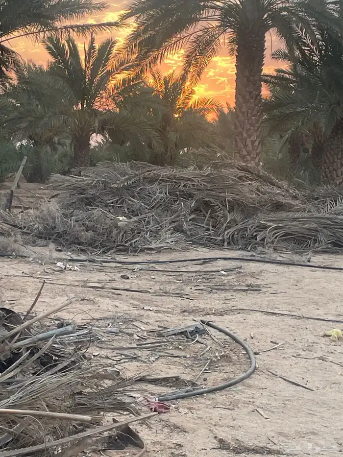 جريد بالكميات الي تبغى 1