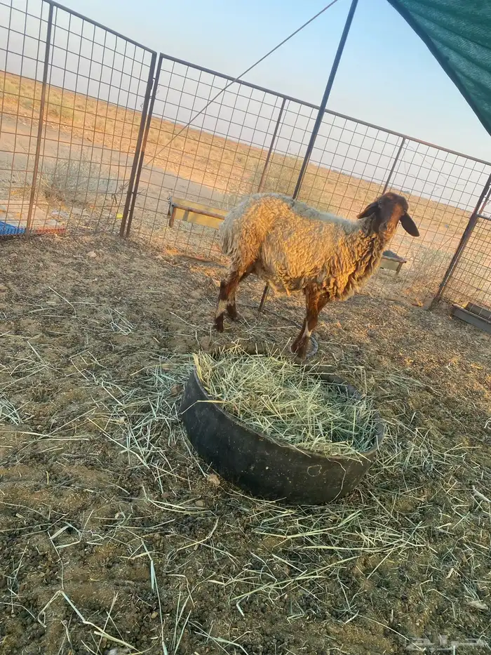 نعجه نعيميه دافع 3