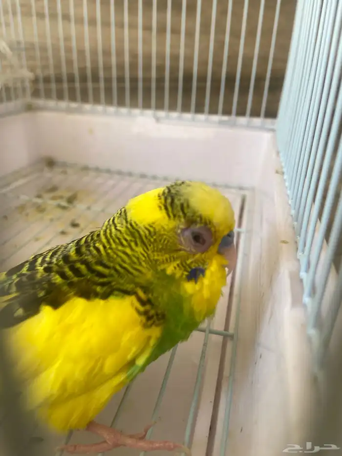 طيور للتبني 0