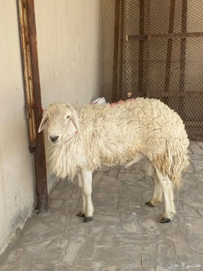 فحل مشروط سنه رباع 1