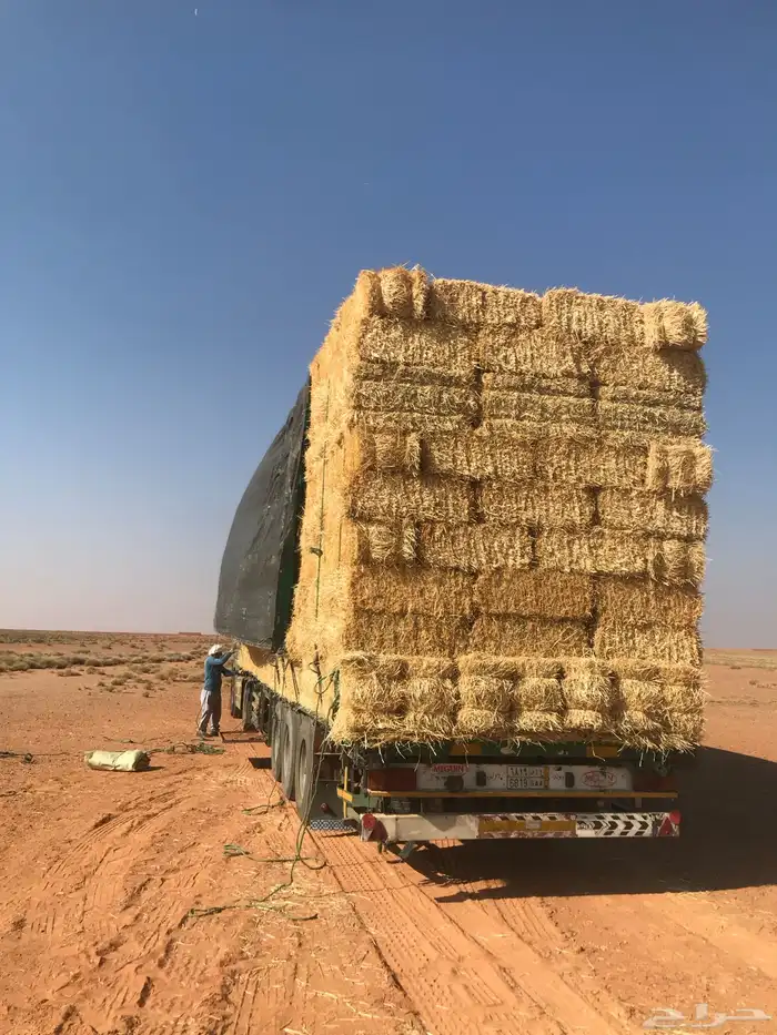 للبيع اكوام تبن سنه23 وسنه24 لايجي الا الصامل بيع جملة 0