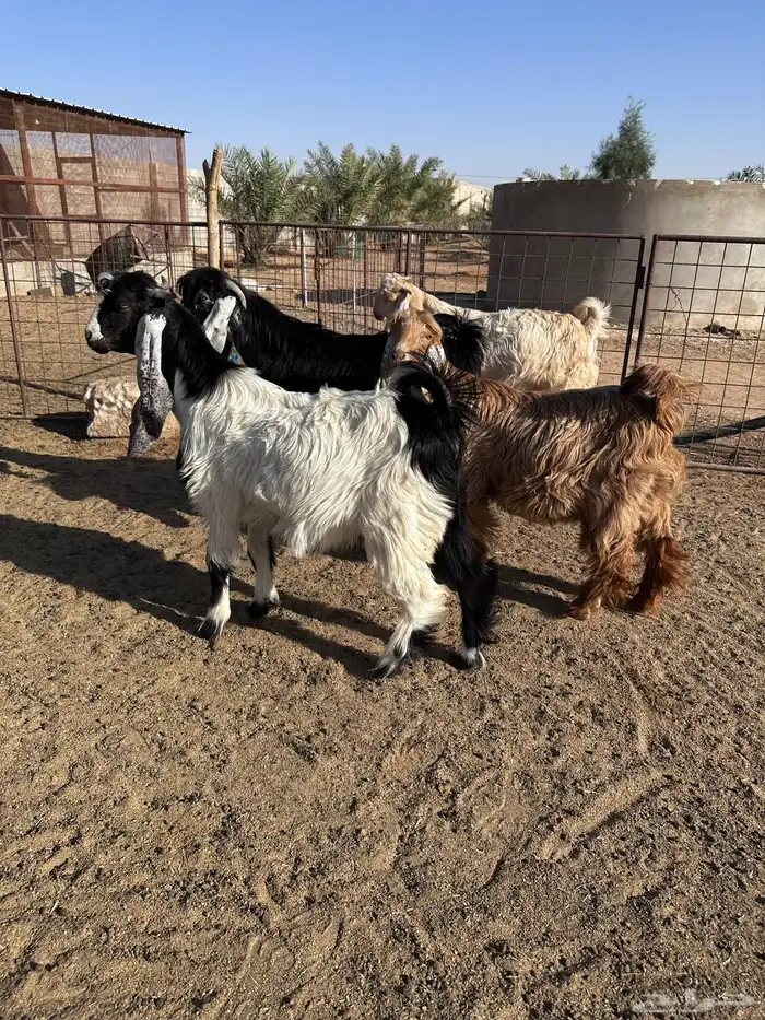 تيوس عوارض وجفرة- تم البيع 0