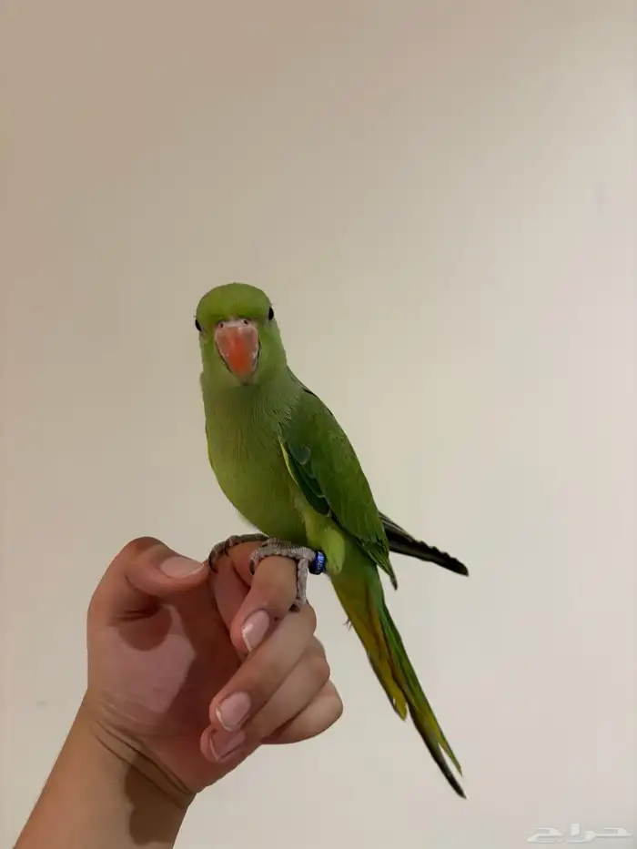 دره هنديه جداا أليفه و متكلمه للبدل أو للبيع 2