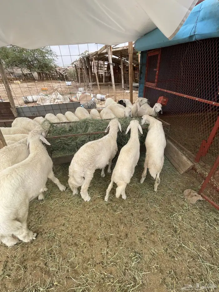 بهم 21 3