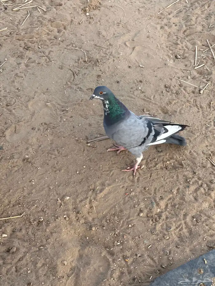 حمام بلدي للبيع أجواز وشحم الحمام الباكستاني مهو للبيع 4
