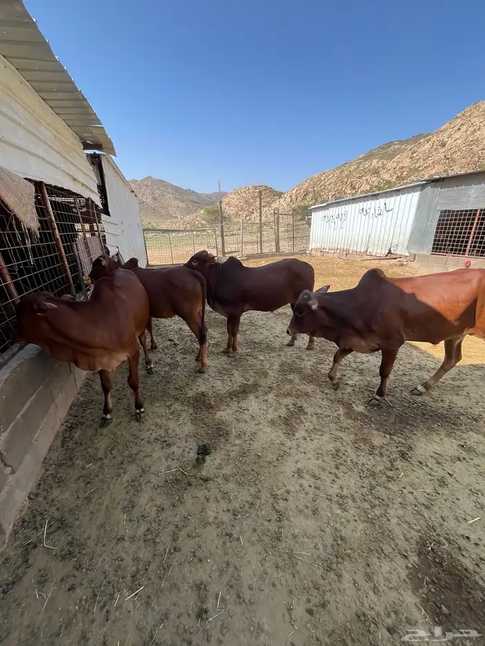 حسلان بلدي 0