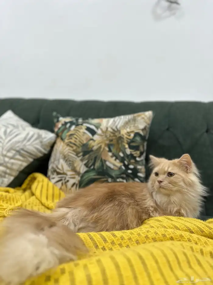 قط شيرازي للتبني 4