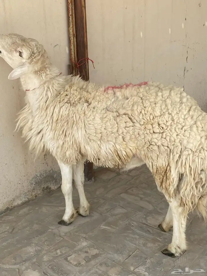 فحل مشروط سنه رباع 0