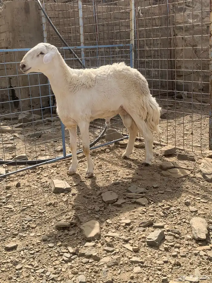 فحل حري مشروط 2