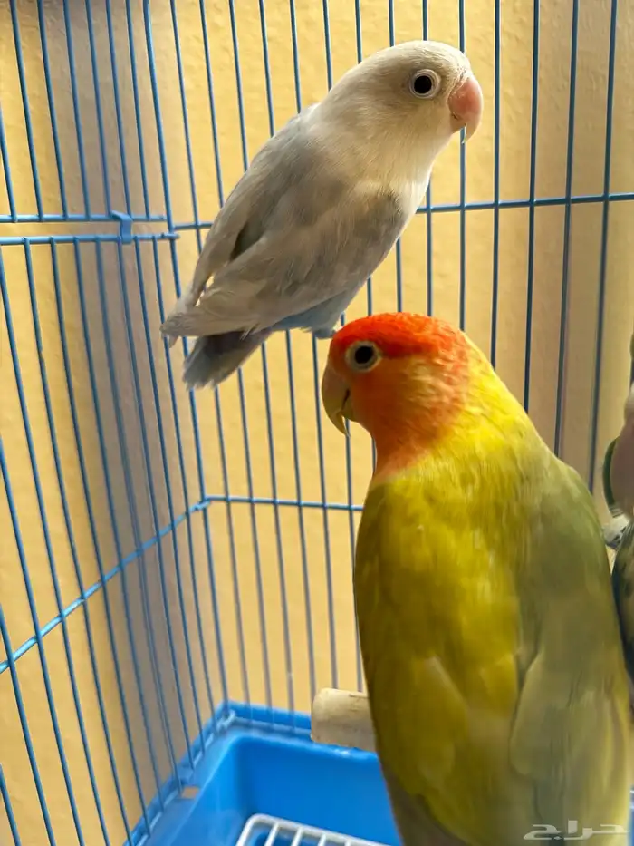 للبيع 3 حبات روزات و1 فيشر 5