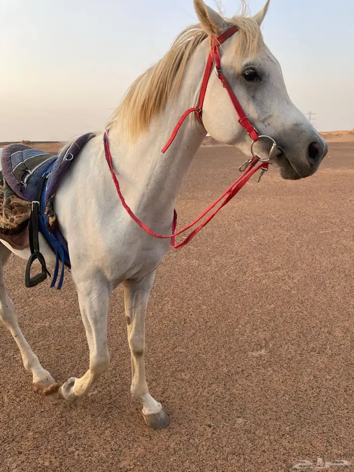 حصان شعبي كفو 1