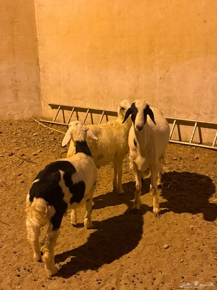 خرافان ثلاجة 3