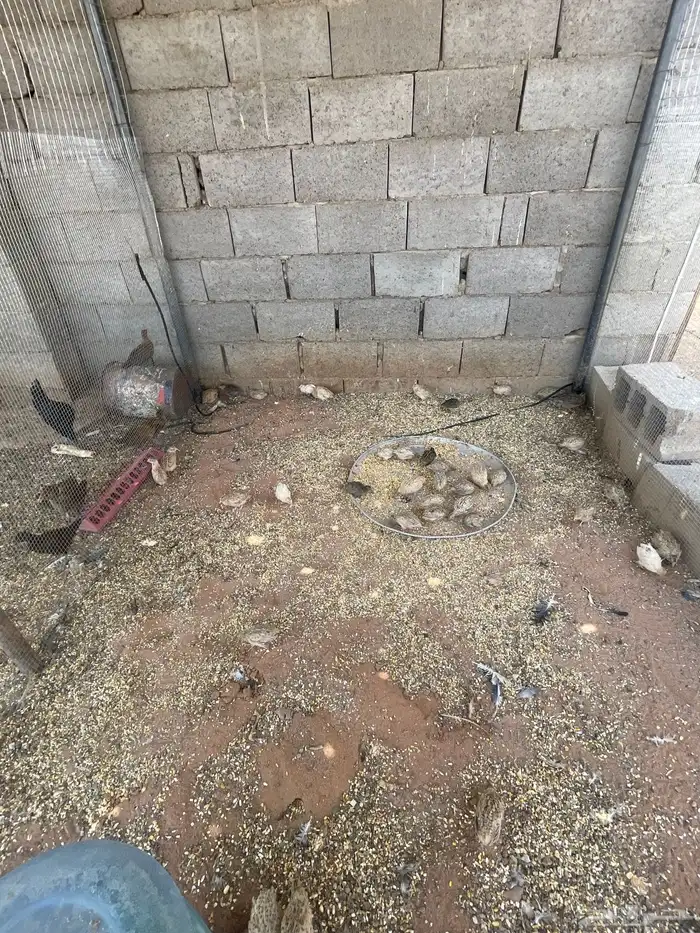 للبيع سمان 2