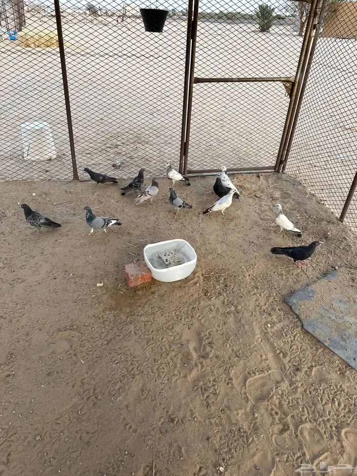 حمام بلدي للبيع أجواز وشحم الحمام الباكستاني مهو للبيع 1