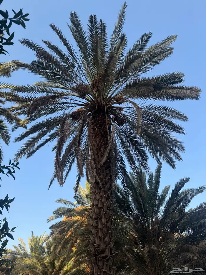 ثمار مزرعه 1