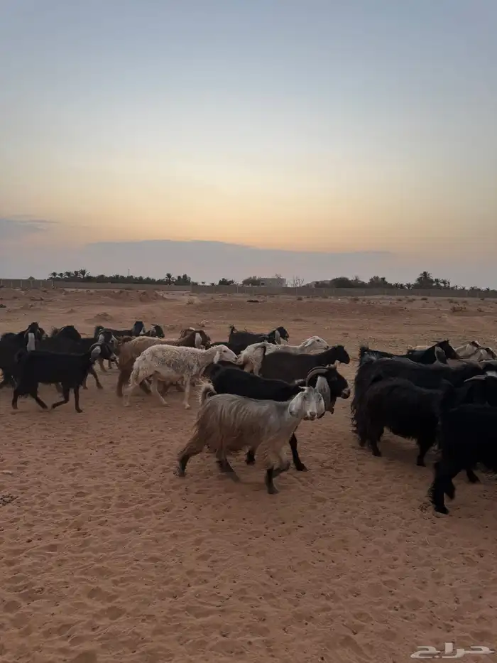ابل مراح لقحات وغنم مشكله للبيع 21