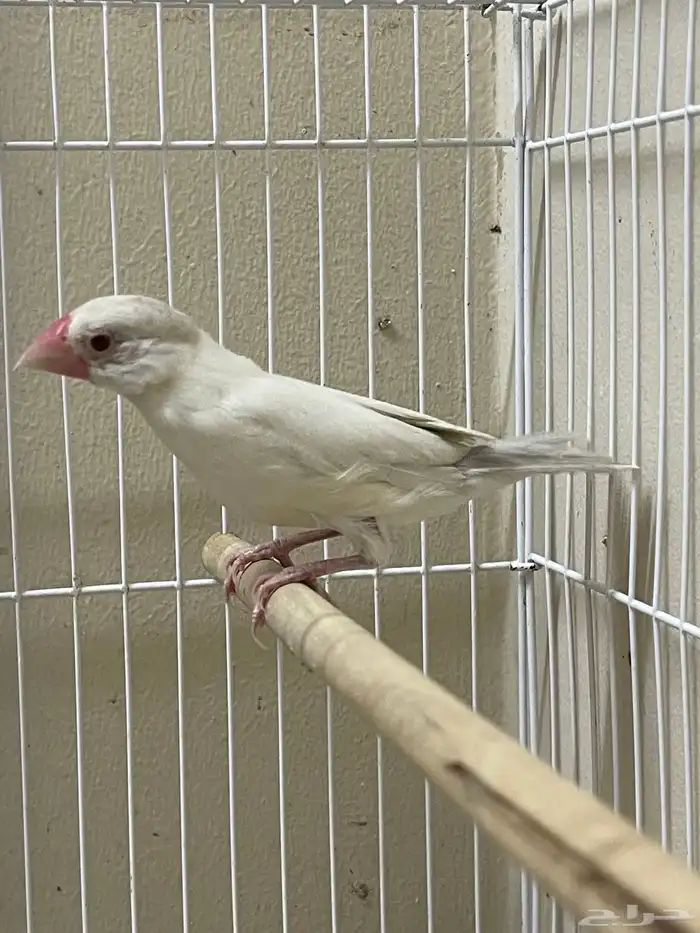 جاوا دايلوت انثى ( تم البيع ) 3