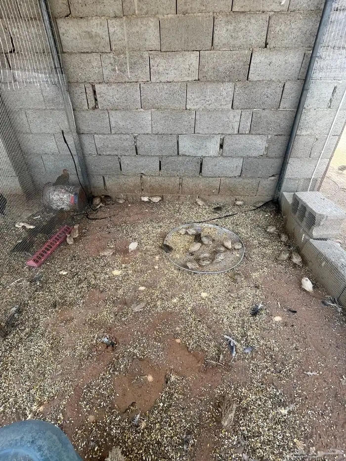 للبيع سمان 3