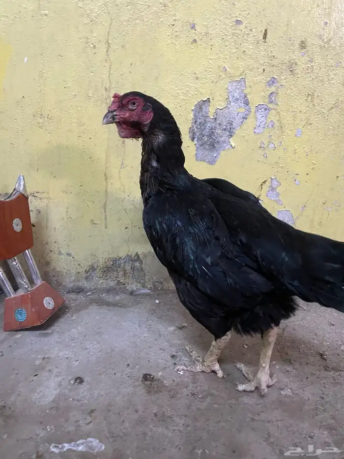 دجاج 1