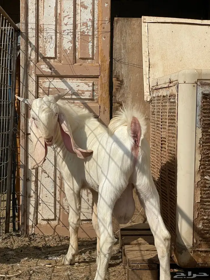 تيس مشروع فحل مطور ابرص 12
