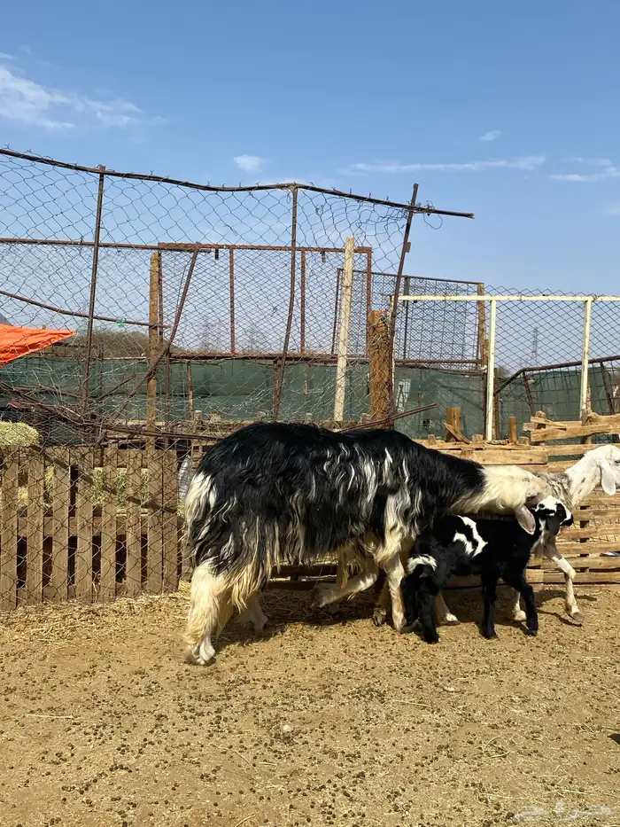 طلي نجدي صنف فاخر(تم البيع ) 5