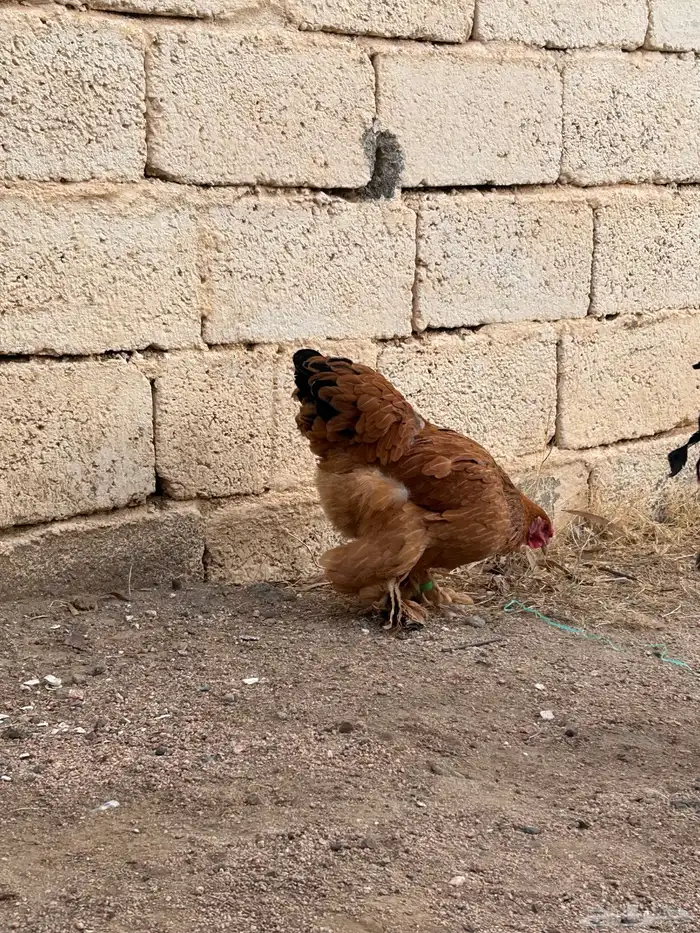 برهاما لبيع 0