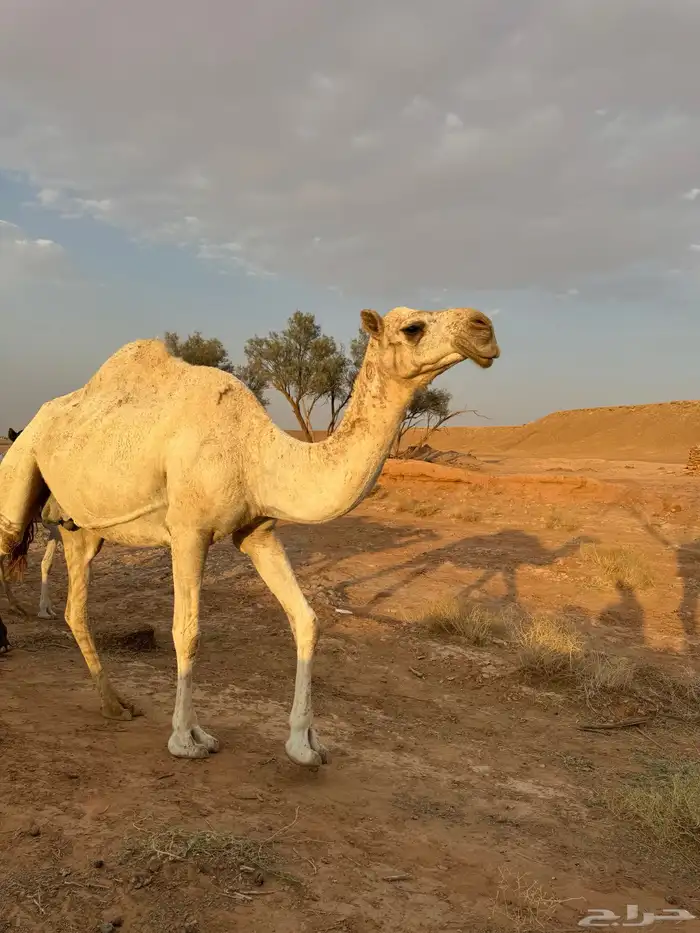 ابل مراح لقحات وغنم مشكله للبيع 7
