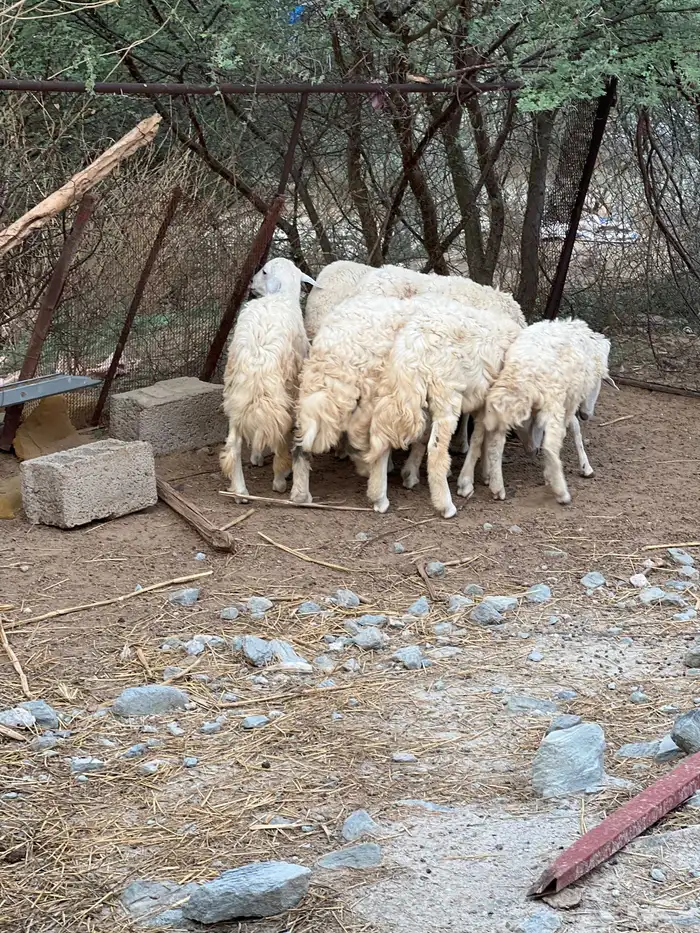 خرفان حري ذكور 2