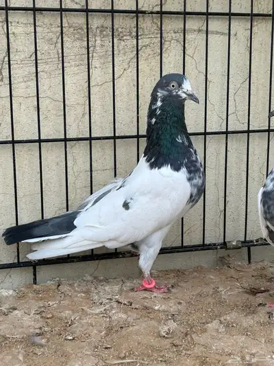حمام باكستاني index