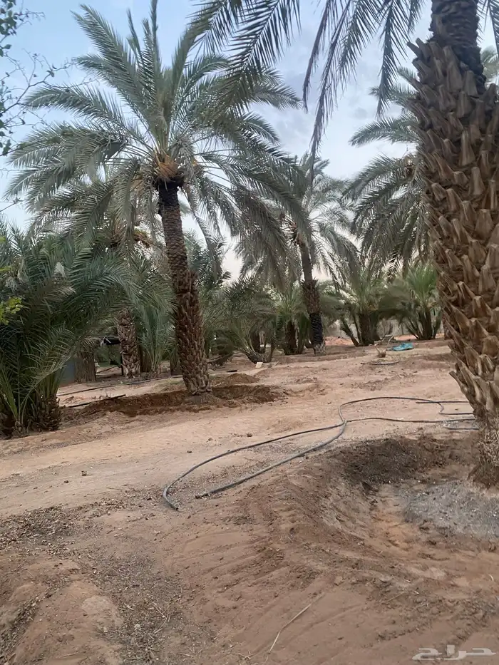 نخل طوال عدد 20 سلج وخضري 3