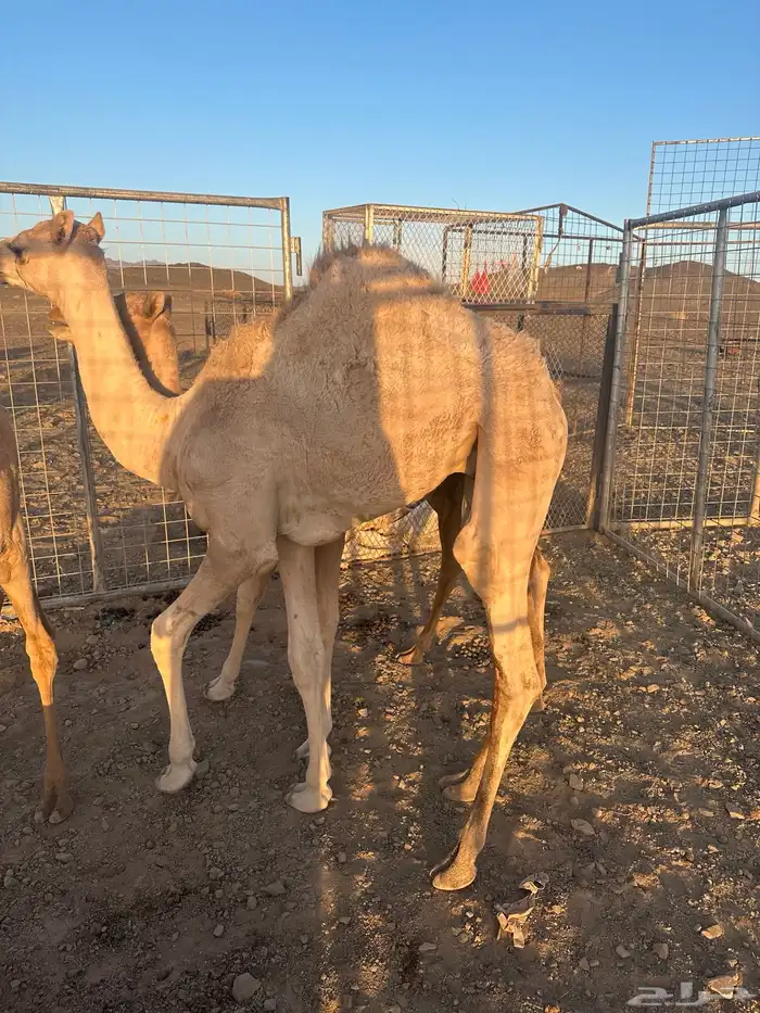 قعود للبيع سوداني 0